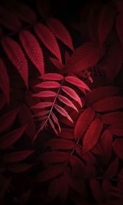 Preview wallpaper leaves, plant, red, macro, close up