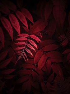 Preview wallpaper leaves, plant, red, macro, close up