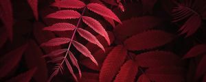 Preview wallpaper leaves, plant, red, macro, close up