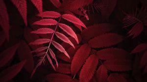 Preview wallpaper leaves, plant, red, macro, close up