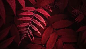 Preview wallpaper leaves, plant, red, macro, close up