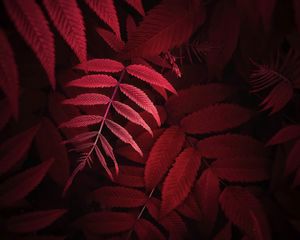 Preview wallpaper leaves, plant, red, macro, close up