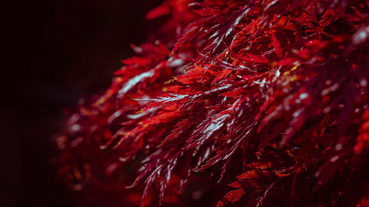 Wallpaper leaves, plant, red, macro