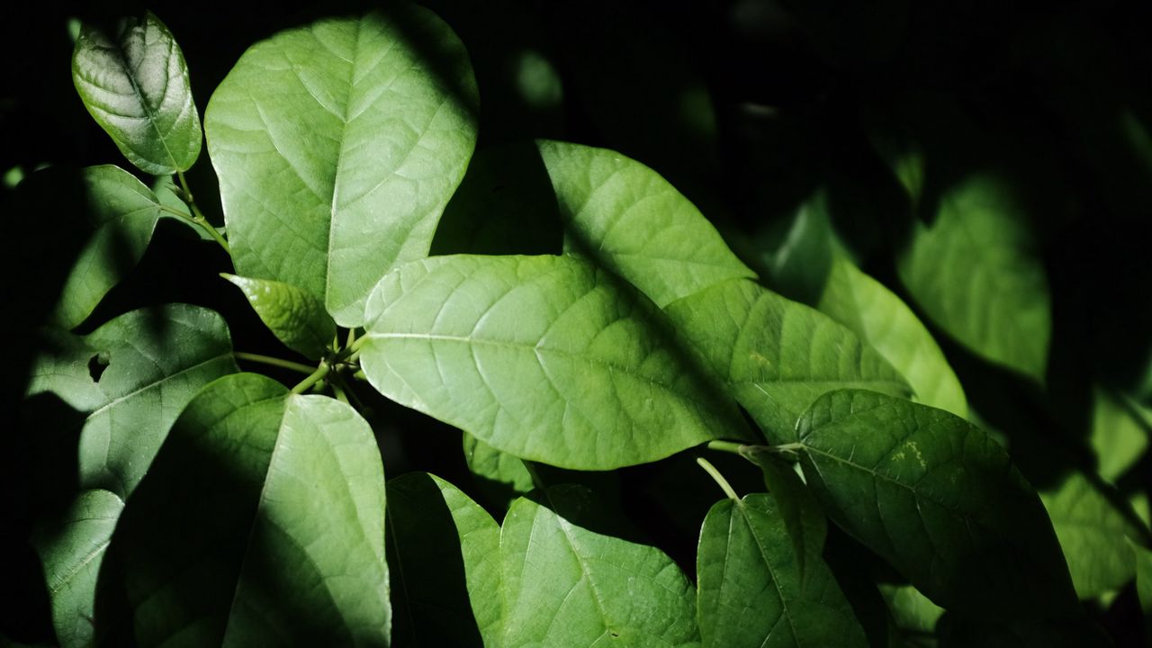 Wallpaper leaves, plant, shadow, green
