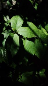 Preview wallpaper leaves, plant, shadow, green