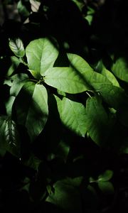 Preview wallpaper leaves, plant, shadow, green