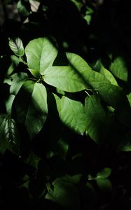 Preview wallpaper leaves, plant, shadow, green