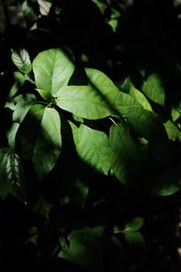 Preview wallpaper leaves, plant, shadow, green