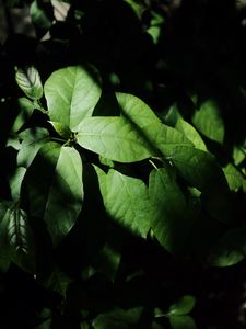 Preview wallpaper leaves, plant, shadow, green