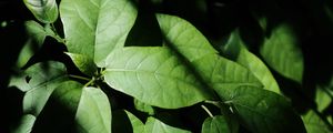 Preview wallpaper leaves, plant, shadow, green