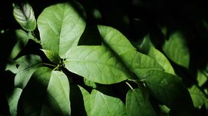 Preview wallpaper leaves, plant, shadow, green