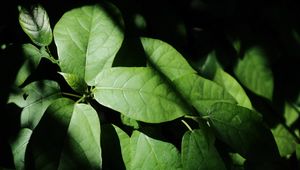 Preview wallpaper leaves, plant, shadow, green