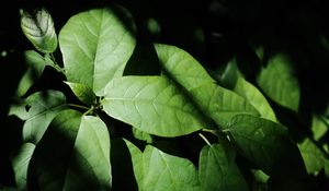Preview wallpaper leaves, plant, shadow, green