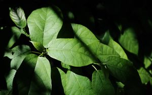 Preview wallpaper leaves, plant, shadow, green