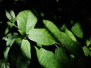 Preview wallpaper leaves, plant, shadow, green