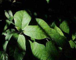 Preview wallpaper leaves, plant, shadow, green