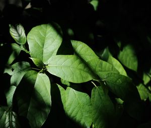 Preview wallpaper leaves, plant, shadow, green