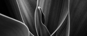 Preview wallpaper leaves, plant, shadows, black and white