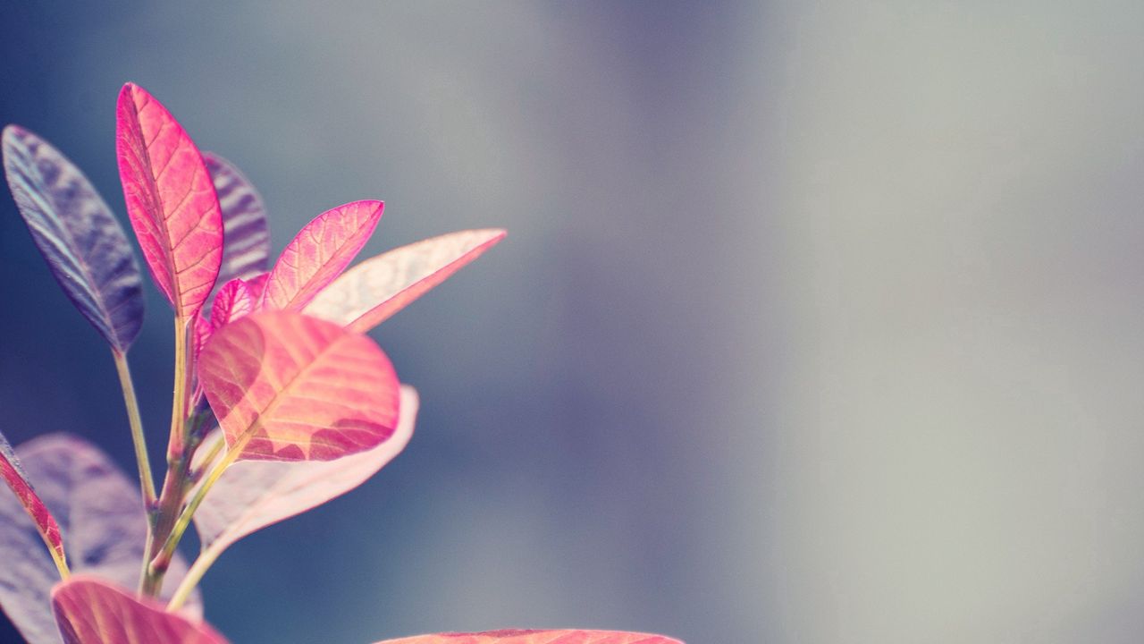 Wallpaper leaves, plant, shape, light, background