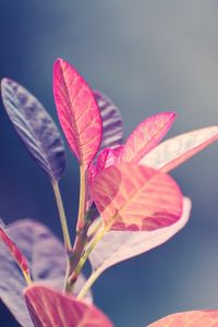 Preview wallpaper leaves, plant, shape, light, background