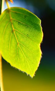 Preview wallpaper leaves, plant, shape, light, background