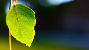 Preview wallpaper leaves, plant, shape, light, background