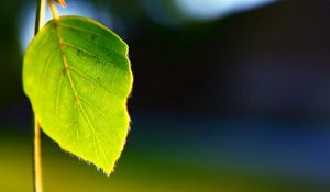 Preview wallpaper leaves, plant, shape, light, background