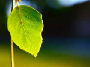 Preview wallpaper leaves, plant, shape, light, background