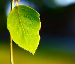 Preview wallpaper leaves, plant, shape, light, background