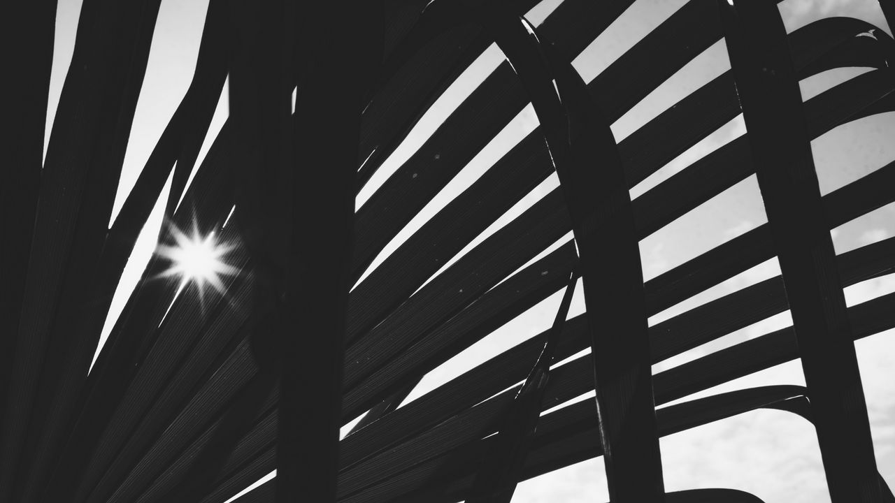 Wallpaper leaves, plant, silhouettes, sun, bw