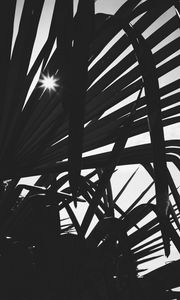 Preview wallpaper leaves, plant, silhouettes, sun, bw