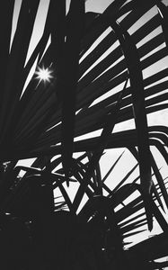 Preview wallpaper leaves, plant, silhouettes, sun, bw