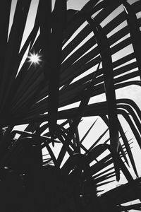 Preview wallpaper leaves, plant, silhouettes, sun, bw