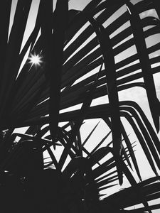 Preview wallpaper leaves, plant, silhouettes, sun, bw