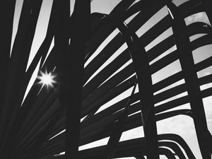 Preview wallpaper leaves, plant, silhouettes, sun, bw