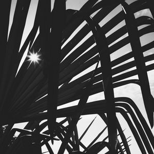 Preview wallpaper leaves, plant, silhouettes, sun, bw