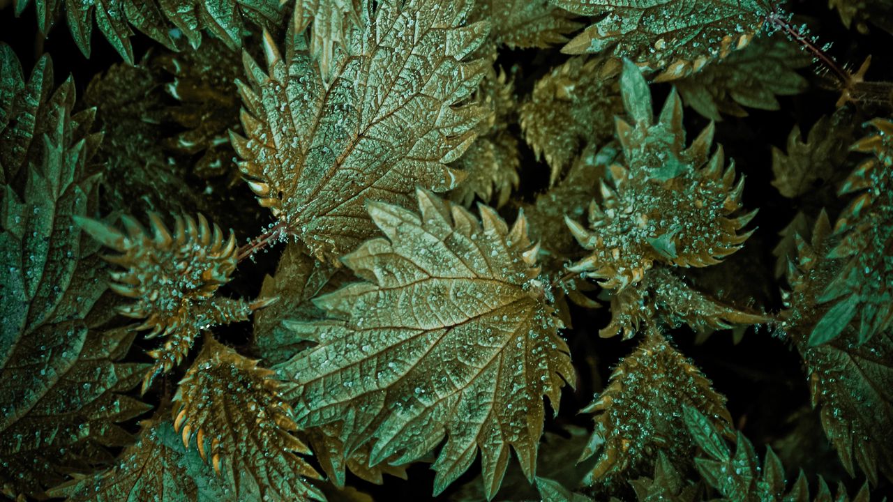 Wallpaper leaves, plant, snow, aerial view