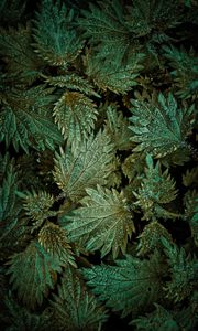 Preview wallpaper leaves, plant, snow, aerial view