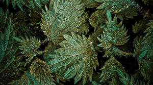 Preview wallpaper leaves, plant, snow, aerial view