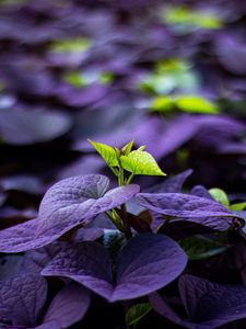 Preview wallpaper leaves, plant, sprout, blur, macro