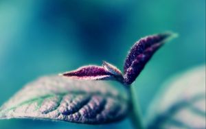 Preview wallpaper leaves, plant, stem, petals, veins