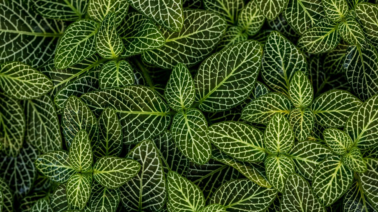 Wallpaper leaves, plant, striped, shape, green, white
