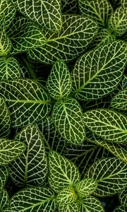 Preview wallpaper leaves, plant, striped, shape, green, white