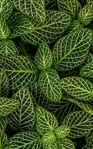 Preview wallpaper leaves, plant, striped, shape, green, white