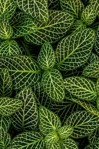 Preview wallpaper leaves, plant, striped, shape, green, white