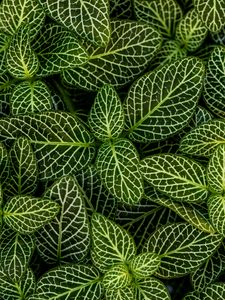 Preview wallpaper leaves, plant, striped, shape, green, white