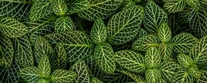 Preview wallpaper leaves, plant, striped, shape, green, white