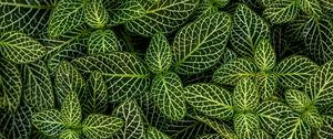 Preview wallpaper leaves, plant, striped, shape, green, white