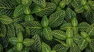Preview wallpaper leaves, plant, striped, shape, green, white