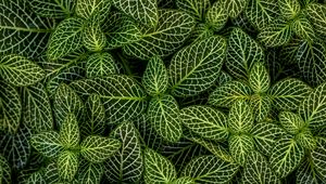 Preview wallpaper leaves, plant, striped, shape, green, white